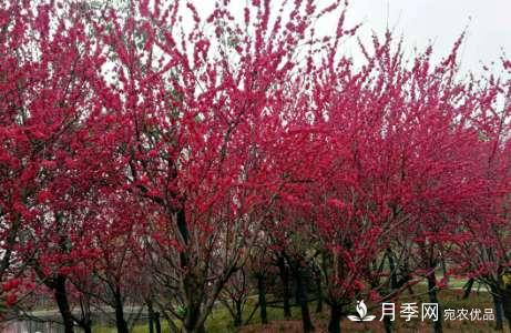 南陽(yáng)世南陽(yáng)世界月季大觀園 三月花重香如故(圖2)