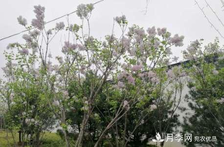 南陽(yáng)世南陽(yáng)世界月季大觀園 三月花重香如故(圖3)