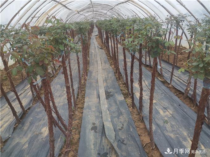 南陽2公分月季樹價格45元，樹狀月季產(chǎn)地價格表(圖5)