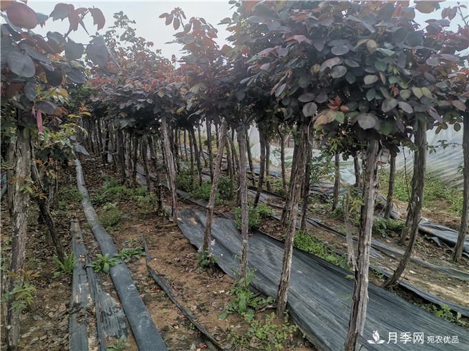 南陽2公分月季樹價格45元，樹狀月季產(chǎn)地價格表(圖4)