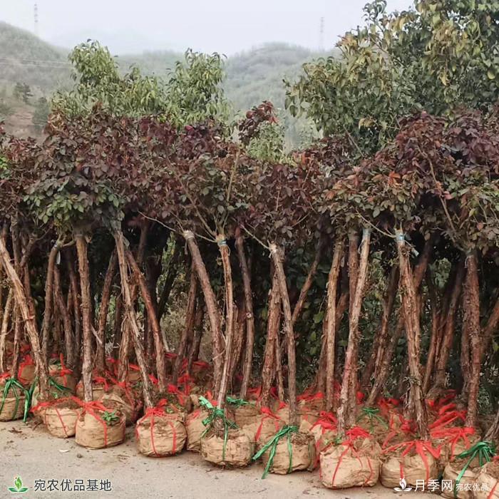4公分月季樹批發(fā)，樹狀月季基地直銷2020年新報價(圖2)