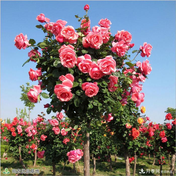 月季花瓣掉落？這幾個(gè)原因是關(guān)鍵，預(yù)防好鮮花水靈又鮮艷(圖1)