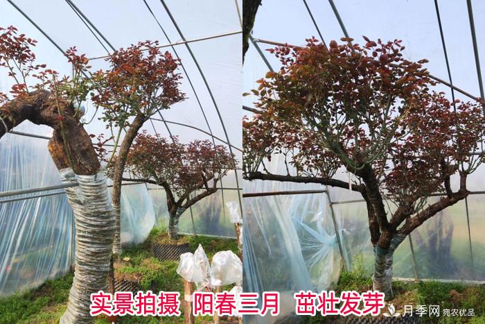 南陽古樁月季園展風采 特色月季產業(yè)促農致富(圖1)