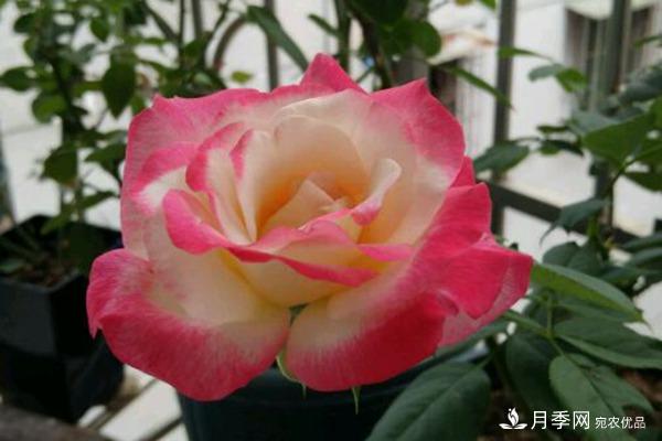月季紅雙喜，養(yǎng)護簡單開花多，只要4招1年開花10個月(圖1)