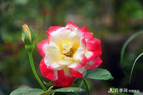 養(yǎng)好大花月季到底要有幾個準備工作呢？(圖1)