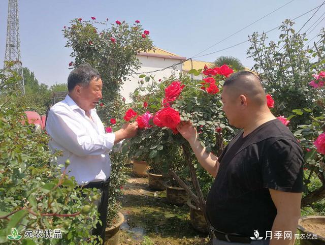四季花開美名揚(yáng)——訪南陽“月季大師”蘇金朋、蘇玉果父子(圖1)