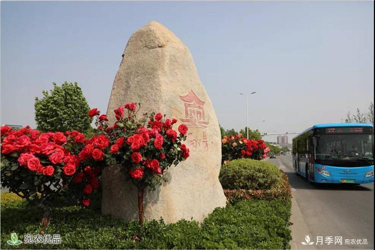 月季之鄉(xiāng)美不勝收！南陽月季景觀路觀賞指南，請收好！(圖10)