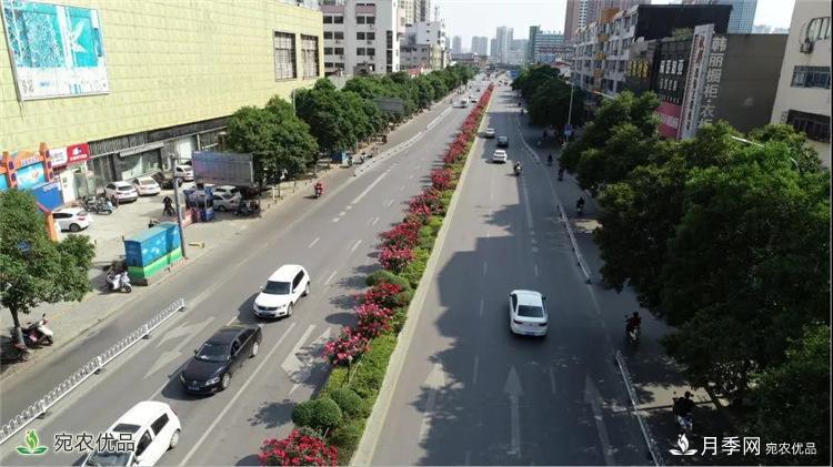 月季之鄉(xiāng)美不勝收！南陽月季景觀路觀賞指南，請收好！(圖6)