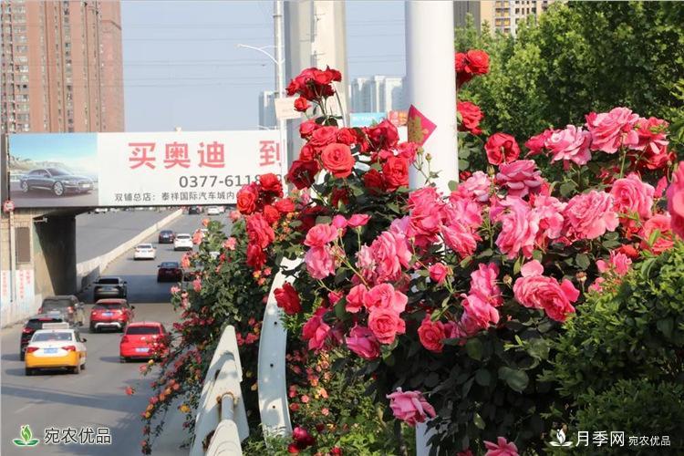 月季之鄉(xiāng)美不勝收！南陽月季景觀路觀賞指南，請收好！(圖15)
