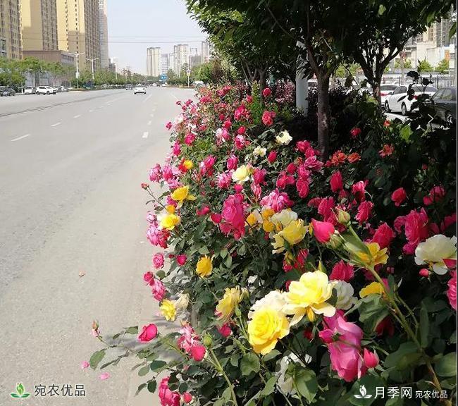 月季之鄉(xiāng)美不勝收！南陽月季景觀路觀賞指南，請收好！(圖18)