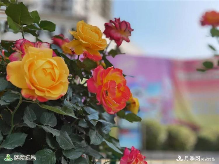 月季之鄉(xiāng)美不勝收！南陽月季景觀路觀賞指南，請收好！(圖20)