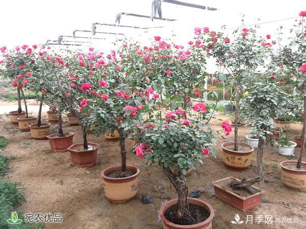 樹狀月季批發(fā)交易 南陽月季樹基地價(jià)格(圖4)