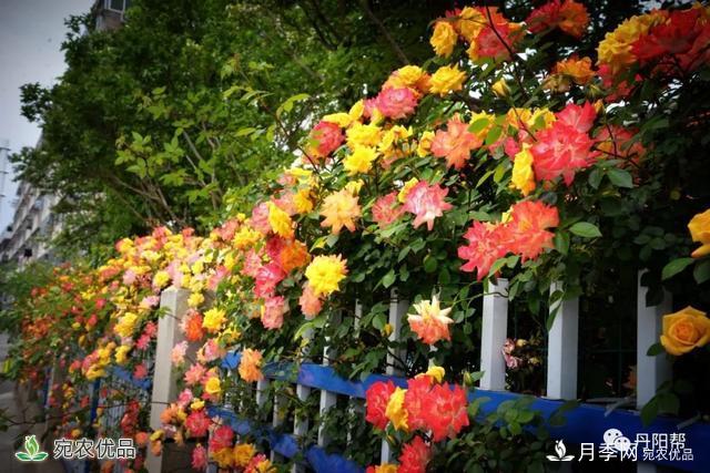 香飄九州美不勝收！丹陽(yáng)驚現(xiàn)五彩月季花墻場(chǎng)景！(圖2)