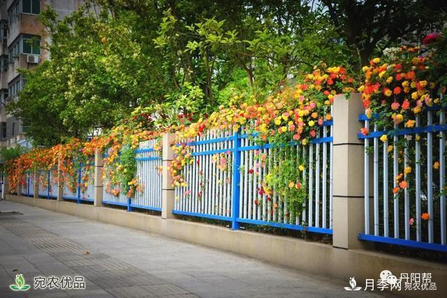 香飄九州美不勝收！丹陽(yáng)驚現(xiàn)五彩月季花墻場(chǎng)景！(圖1)