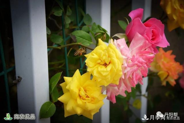 香飄九州美不勝收！丹陽(yáng)驚現(xiàn)五彩月季花墻場(chǎng)景！(圖4)