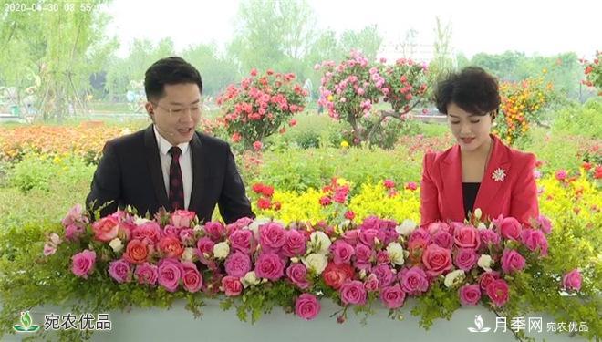 “花開(kāi)南陽(yáng) 云賞月季”大型線上直播活動(dòng)暨第十一屆南陽(yáng)月季花會(huì)側(cè)記(圖3)