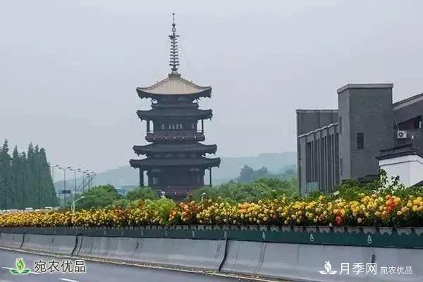 月季史詩，被中國70多個城市選為市花的月季，究竟有怎樣的魅力？(圖2)