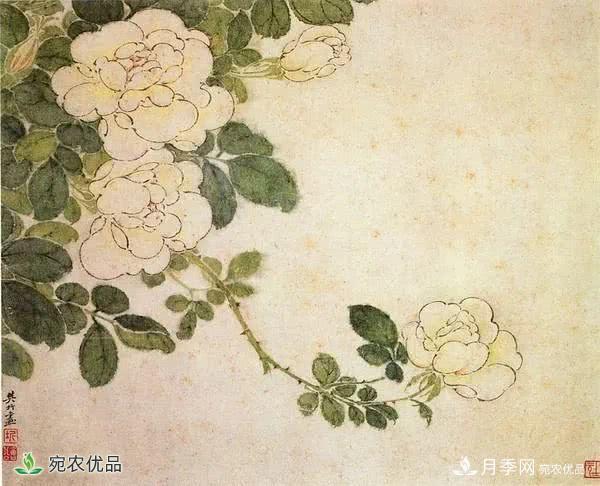 月季史詩，被中國70多個城市選為市花的月季，究竟有怎樣的魅力？(圖7)