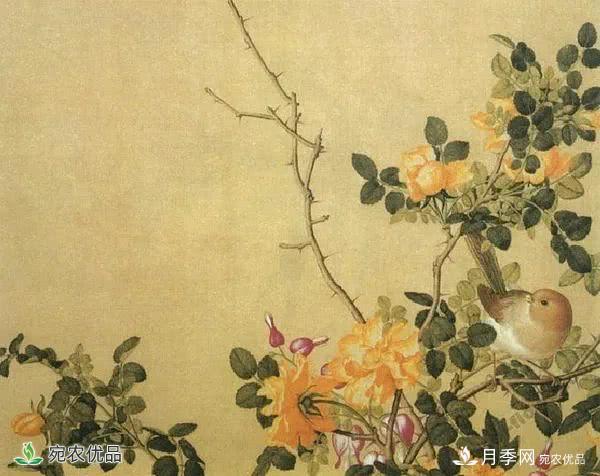 月季史詩，被中國70多個城市選為市花的月季，究竟有怎樣的魅力？(圖8)