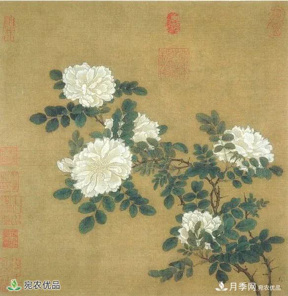 月季史詩，被中國70多個城市選為市花的月季，究竟有怎樣的魅力？(圖6)