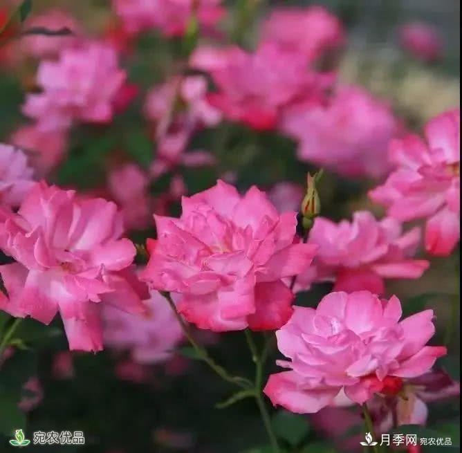 月季史詩，被中國70多個城市選為市花的月季，究竟有怎樣的魅力？(圖9)