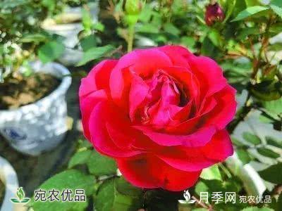月季史詩，被中國70多個城市選為市花的月季，究竟有怎樣的魅力？(圖12)