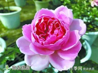 月季史詩，被中國70多個城市選為市花的月季，究竟有怎樣的魅力？(圖13)
