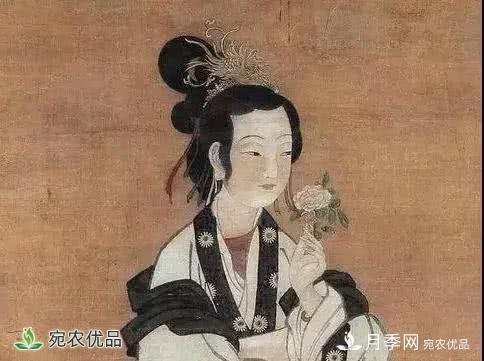 月季史詩，被中國70多個城市選為市花的月季，究竟有怎樣的魅力？(圖5)