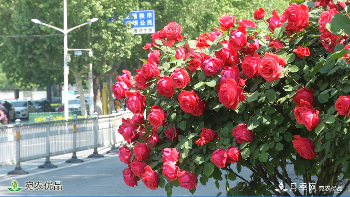美不勝收芳香怡人！濟寧街頭月季花開正艷(圖1)