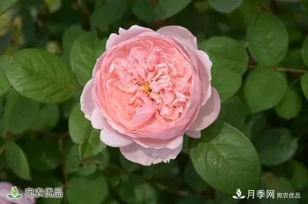 月季，市花之***，東西方的混血美人(圖1)