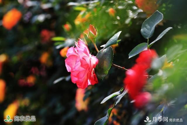 月季，市花之***，東西方的混血美人(圖3)