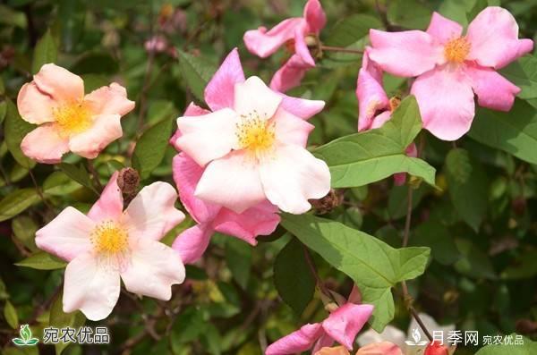 月季，市花之***，東西方的混血美人(圖2)