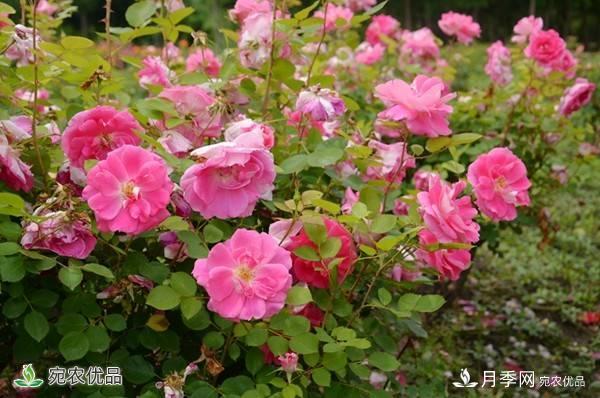 月季，市花之***，東西方的混血美人(圖6)