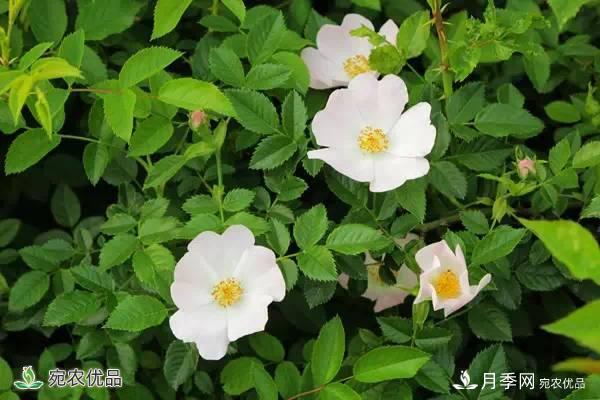 月季，市花之***，東西方的混血美人(圖4)