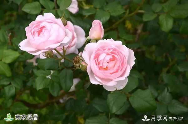 月季，市花之***，東西方的混血美人(圖7)