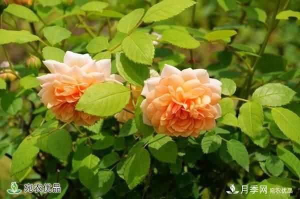 月季，市花之***，東西方的混血美人(圖8)