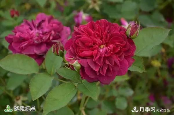月季，市花之***，東西方的混血美人(圖5)