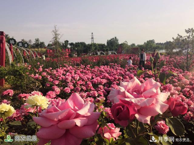 河南南陽(yáng)鎮(zhèn)平縣趙河公園 五一月季花開(kāi)美如畫(huà)(圖2)