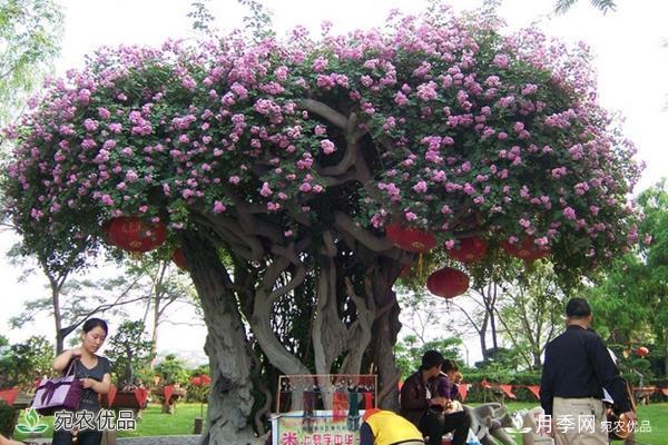 古樁月季不一樣的樹狀月季，還可以開出各色的彩色月季樹(圖1)