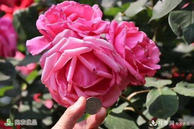 今年鄭州馬路邊的樹(shù)狀月季花為什么開(kāi)這么大？ 原有妙招！(圖1)