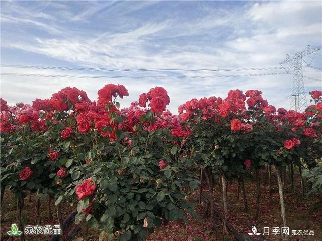 1.2萬畝月季園區(qū) 南陽方城博望鎮(zhèn)月季花農過上花樣生活(圖1)