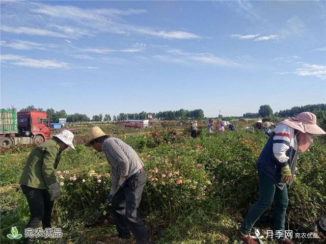 1.2萬畝月季園區(qū) 南陽方城博望鎮(zhèn)月季花農過上花樣生活(圖2)