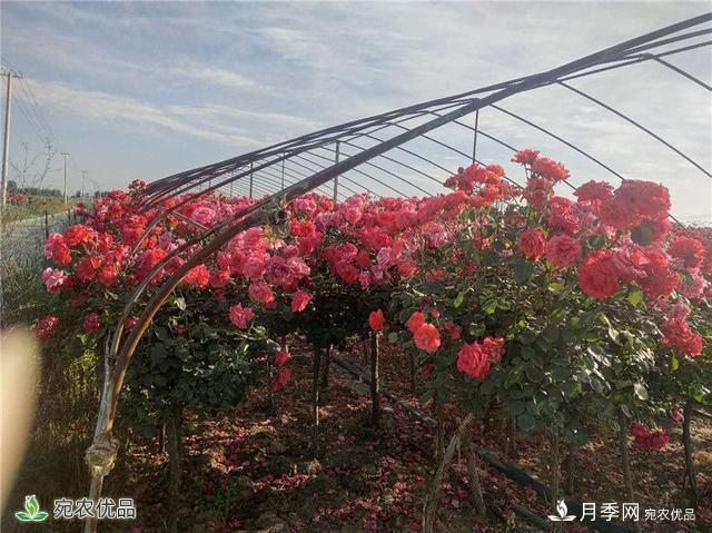 1.2萬畝月季園區(qū) 南陽方城博望鎮(zhèn)月季花農過上花樣生活(圖4)