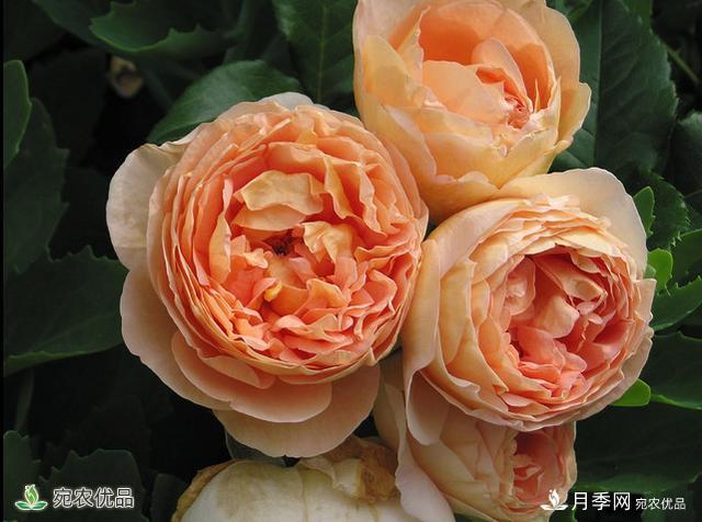什么月季品種，有果香味濃郁的品種？(圖1)