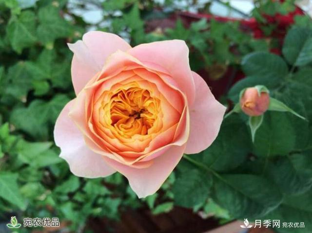 這8種月季是新手福音，病蟲害從來不擔(dān)心(圖5)