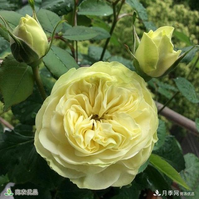 這8種月季是新手福音，病蟲害從來不擔(dān)心(圖15)