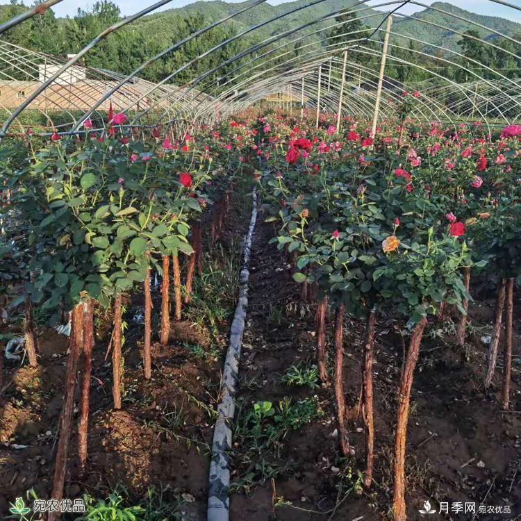 3公分月季樹批發(fā)價格，河南樹狀月季基地新報價(圖4)