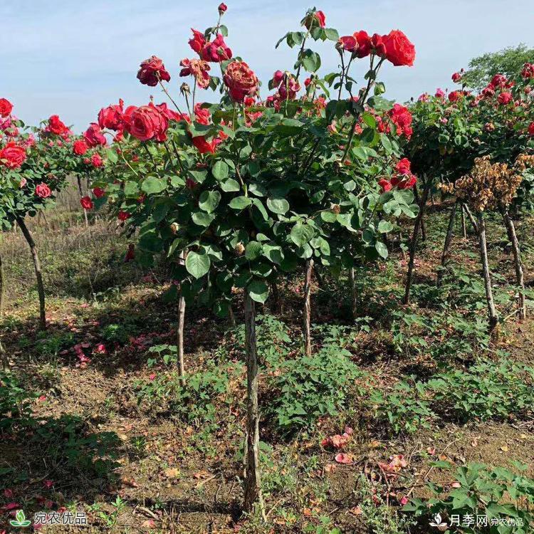 3公分月季樹批發(fā)價格，河南樹狀月季基地新報價(圖3)