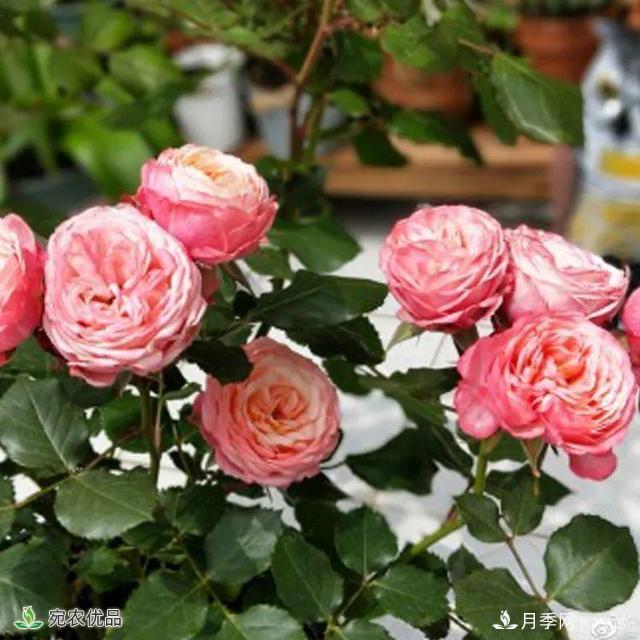 18種漂亮的藤本月季灌木月季微型月季，夏天就要養(yǎng)一盆，越熱越開爆！(圖14)