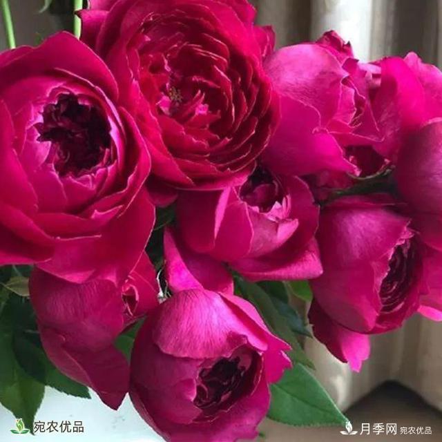 18種漂亮的藤本月季灌木月季微型月季，夏天就要養(yǎng)一盆，越熱越開爆！(圖5)